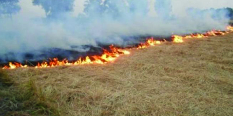 بنزرت: حريق يأتي على حوالي 3 هكتارات من غابة رأس إنجلة